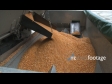 Maize Hopper End 2 1560